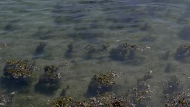 Algen Unter Dem Wasser Landschaft Nur Wasser Und Algen Video — Stockvideo