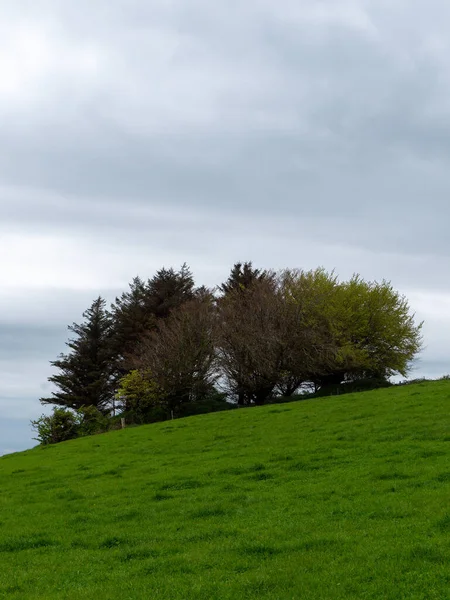春天的一天 山上有几棵树 多云的天空 在灰蒙蒙的天空下 绿绿的草地上有树木 — 图库照片
