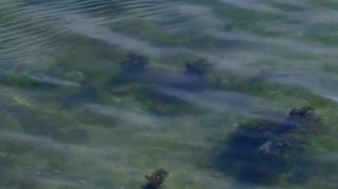 Açık deniz suyunun altındaki yosunlar..