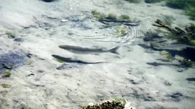 Üç balık temiz, temiz suda yüzer..