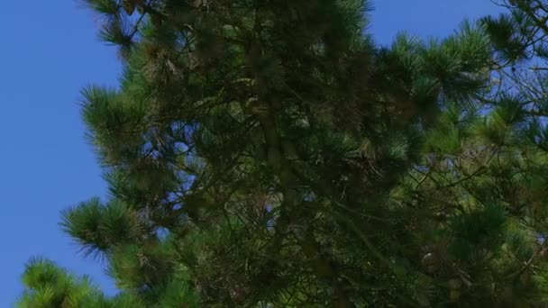 Kerucut Cabang Pinus Dengan Latar Langit Biru Video Cabang Pohon — Stok Video
