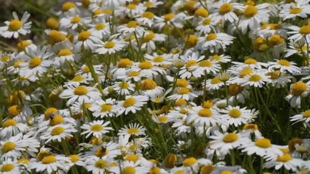Viele Weiße Kamillenblüten Nahaufnahme Video Schöne Blumen Mit Weißen Blütenblättern — Stockvideo