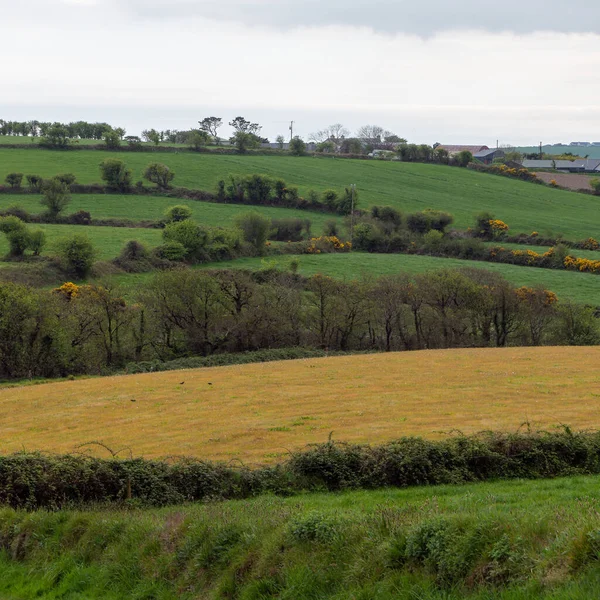春の日にはアイルランドの美しいフィールド 美しいアイルランドの田舎 木のある緑の草原 — ストック写真