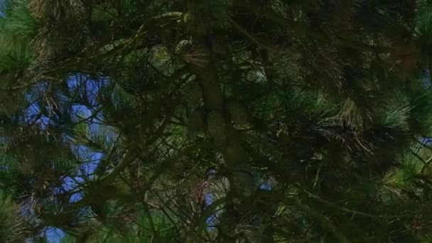 在蓝天的映衬下 松枝上的圆锥 针叶树的枝条 大自然 — 图库视频影像