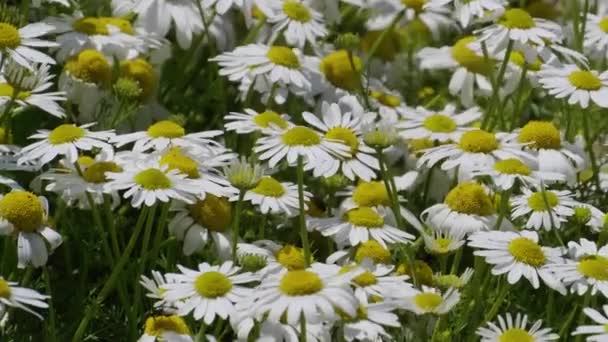 Weiße Kamillenblüten Nahaufnahme Video Schöne Blumen Mit Weißen Blütenblättern Pflanzen — Stockvideo