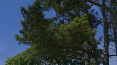 Çam dalındaki koniler mavi gökyüzü arka planına karşı, video. Bir kozalaklı ağacın dalları,.