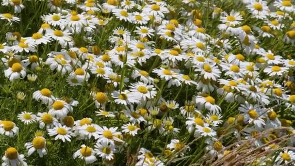 Viele Weiße Kamillenblüten Aus Nächster Nähe Schöne Blumen Mit Weißen — Stockvideo
