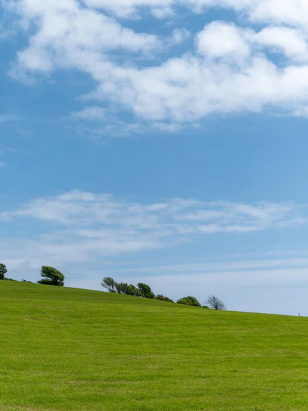 Beautiful trees grow on a green hill under a clear blue sky. Picturesque spring landscape, nature of Ireland. A copy space. Green grass field under blue sky