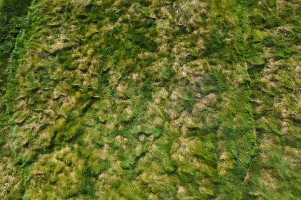 Tjockt Grönt Gräs Full Ram Grön Vegetation Som Bakgrund — Stockfoto