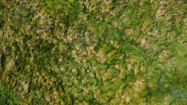 Thick Green Grass Full Frame Green Vegetation Background Aerial Photo — Stock Photo, Image