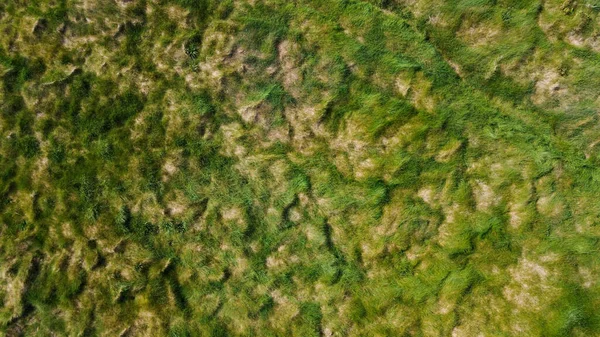 濃い緑の草 フルフレーム 背景として緑の植生 ドローンの視点 — ストック写真