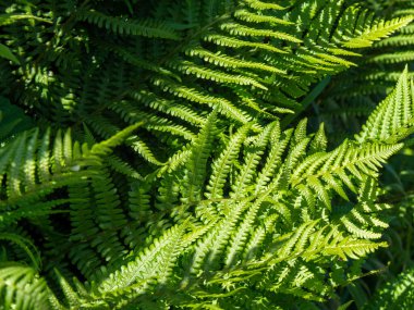 Güzel bitki, makro. Yeşil eğreltiotu bitkisi yakın plan
