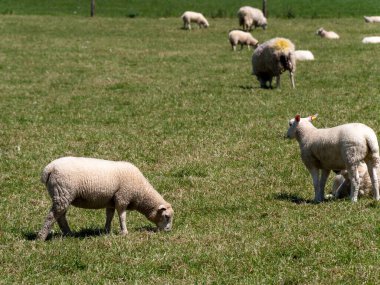 Güneşli bir bahar gününde yeşil bir çayırda birkaç koyun. Çiftlik hayvanları. Bedava otlayan koyunlar. İrlanda 'da çevre dostu hayvan çiftliği, organik çiftlik. Yeşil çimenlikteki koyun sürüsü