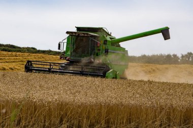 County Cork, İrlanda, 29 Ağustos 2022. Yeşil bir biçerdöver tarlada çavdarı harap eder. Tahıl hasadı için tarım çalışmaları.