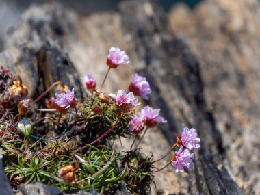 Small pink flowers, close-up. Flowers on a blurry background, macro. A flowering plant.