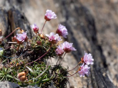 Small pink flowers. Flowers on a blurry background, macro. A flowering plant.