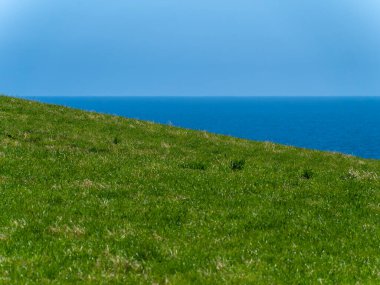 The green coast and the sea under the blue sky. Minimalistic landscape. Green grass field near blue sea under blue sky