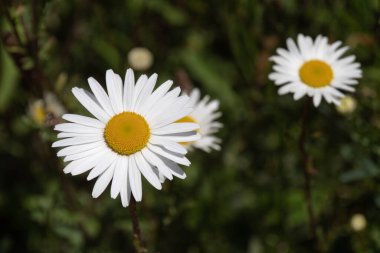 White daisy flower close-up. White daisy in bloom