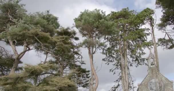 Tall Coniferous Trees Stone Roman Catholic Church Cloudy Day Ireland — Wideo stockowe