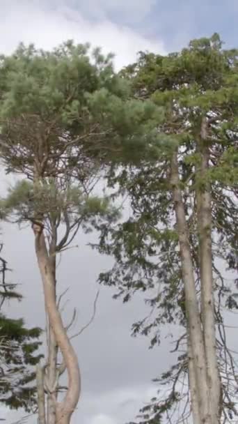Хвойные Деревья Против Серого Облака Пейзаж Вертикальное Видео — стоковое видео