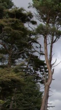 trees against a gray overcast sky. Landscape. Vertical video.