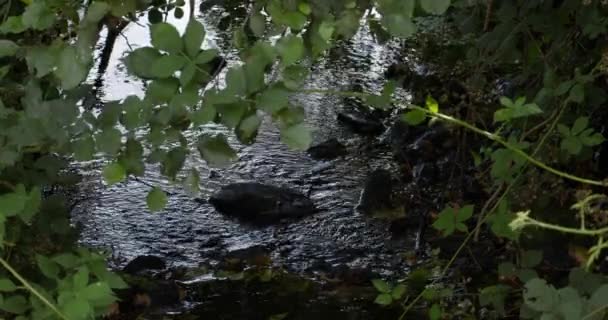 Secluded Stream Flows Thickets Stones Stream Dark Water Hidden River — 비디오