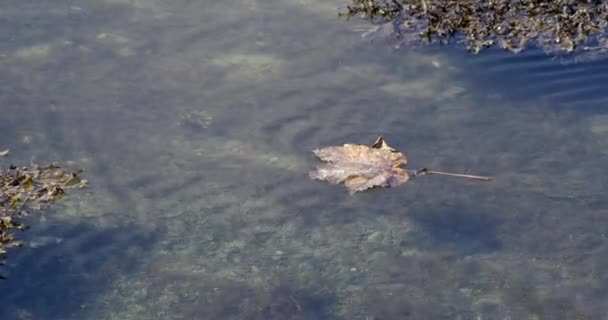 Один Осенний Лист Плавает Течением Поверхности Воды — стоковое видео