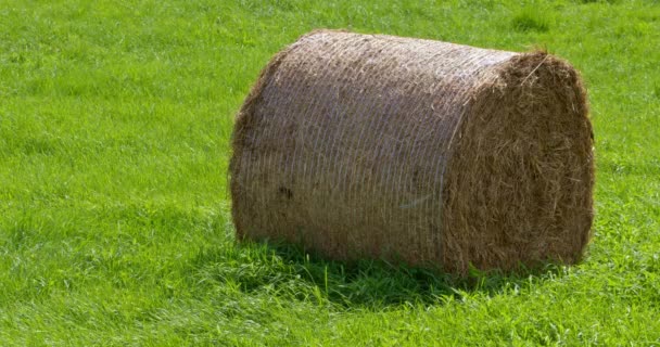 One Big Haystack Green Field Sunny Day Ireland Roll Hay — Stockvideo
