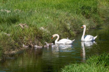 The swan family. Two swans with several chicks on the surface of the stream near the shore. Birds in the wild. White swan on water