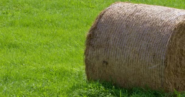 One Haystack Green Field Sunny Day Ireland Roll Hay — Stok Video