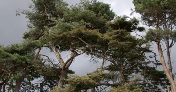 Høje Nåletræer Mod Grå Overskyet Himmel Landskab Video – Stock-video