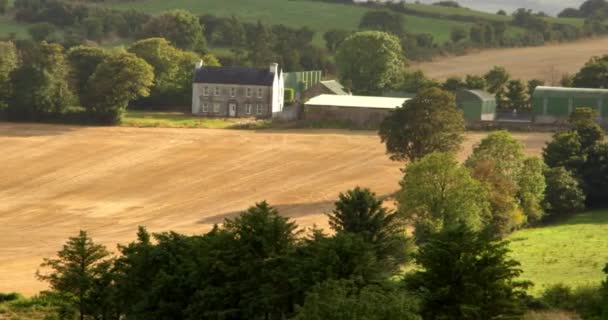Farm Fields Southern Ireland Summer Evening Trees Field Agrarian Irish — Vídeo de stock
