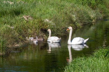 The swan family. Two swans with chicks on the surface of the stream near the shore. Birds in the wild. White swan on water