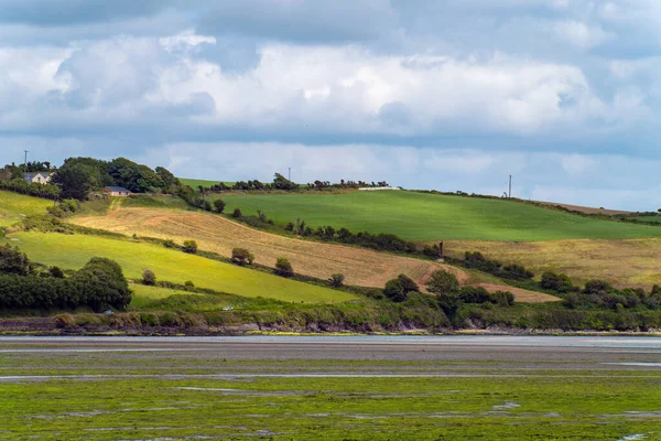 The seabed at low tide. The hilly shore of the sea bay. Lots of green algae on the open seabed, landscape.