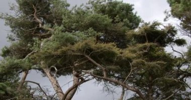 Tall coniferous trees against a gray overcast sky. Landscape.