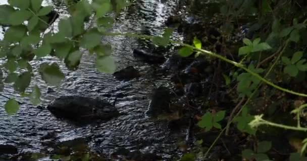 Secluded Stream Flows Thickets Stones Stream Dark Water Hidden River — Vídeo de Stock