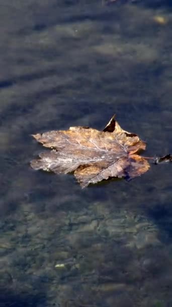 One Autumn Leaf Floats Current Surface Water Vertical Video — Vídeos de Stock