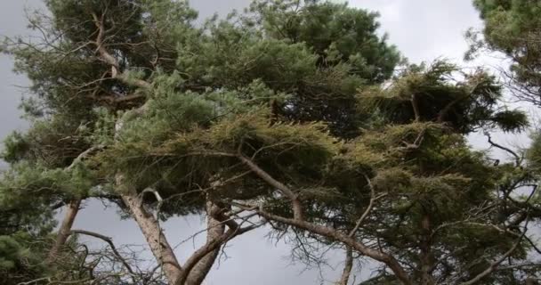 Tall Coniferous Trees Gray Overcast Sky Landscape — Stockvideo