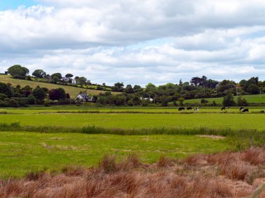 Green fields, beautiful sky with white cumulus clouds. Agrarian Irish landscape. Countryside in summer, Europe. Green grass field under cloudy sky