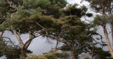 coniferous trees against a gray overcast sky. Landscape. video.