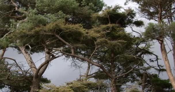 Drzewa Iglaste Przeciwko Szaremu Pochmurnemu Niebu Krajobraz Wideo — Wideo stockowe