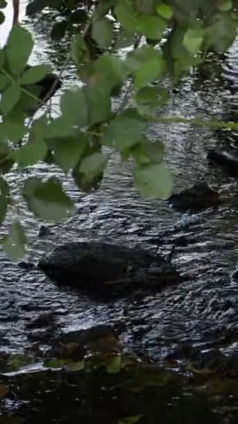 Secluded Stream Flows Thickets Stones Stream Dark Water Hidden River — Vídeos de Stock