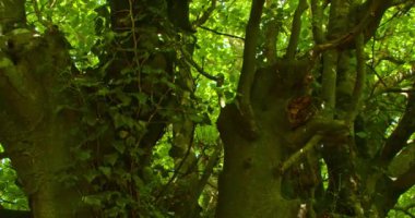 Shady tree crown on a sunny day. Tree branches.