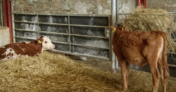 Small Brown Calf Barn Eating Hay Calves Cowshed — 图库视频影像
