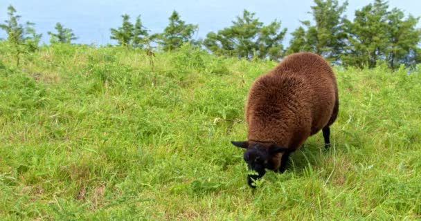 One Fluffy Sheep Brown Wool Eats Weeds Field Video — Vídeos de Stock