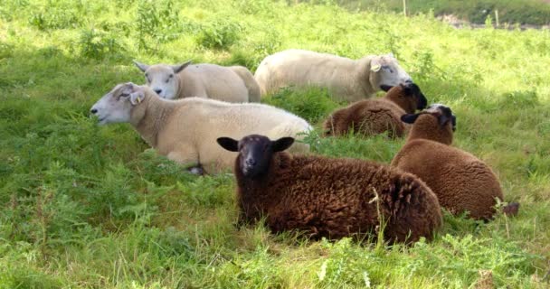 Three White Three Brown Sheep Lie Plants Chew Food Small — Vídeos de Stock