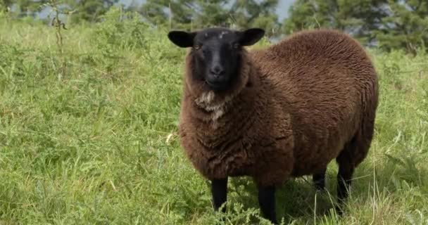 One Cute Fluffy Brown Sheep Looks Camera Lowers Its Head — Video