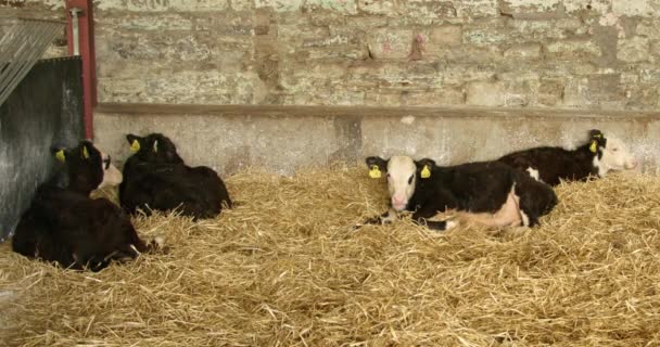 Several Small Calves Lying Straw Cowshed Livestock Farm Livestock Breeding — 图库视频影像