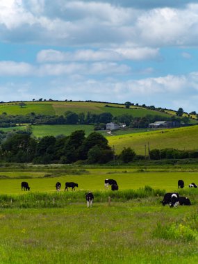 A cows graze on a meadow on a summer. Hilly Irish agrarian landscape. Clear blue sky with white clouds. Black and white cow on green grass field