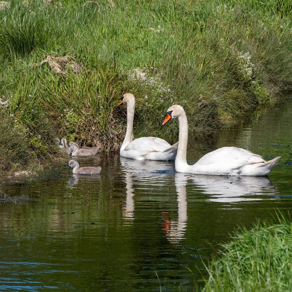 The swan family. Two swans with chicks on the stream. Birds in the wild. White swan on water